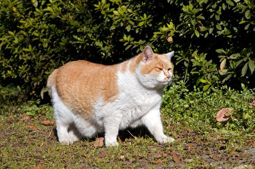 来週の メタボ健診 気が重い 猫がつぶやく猫川柳